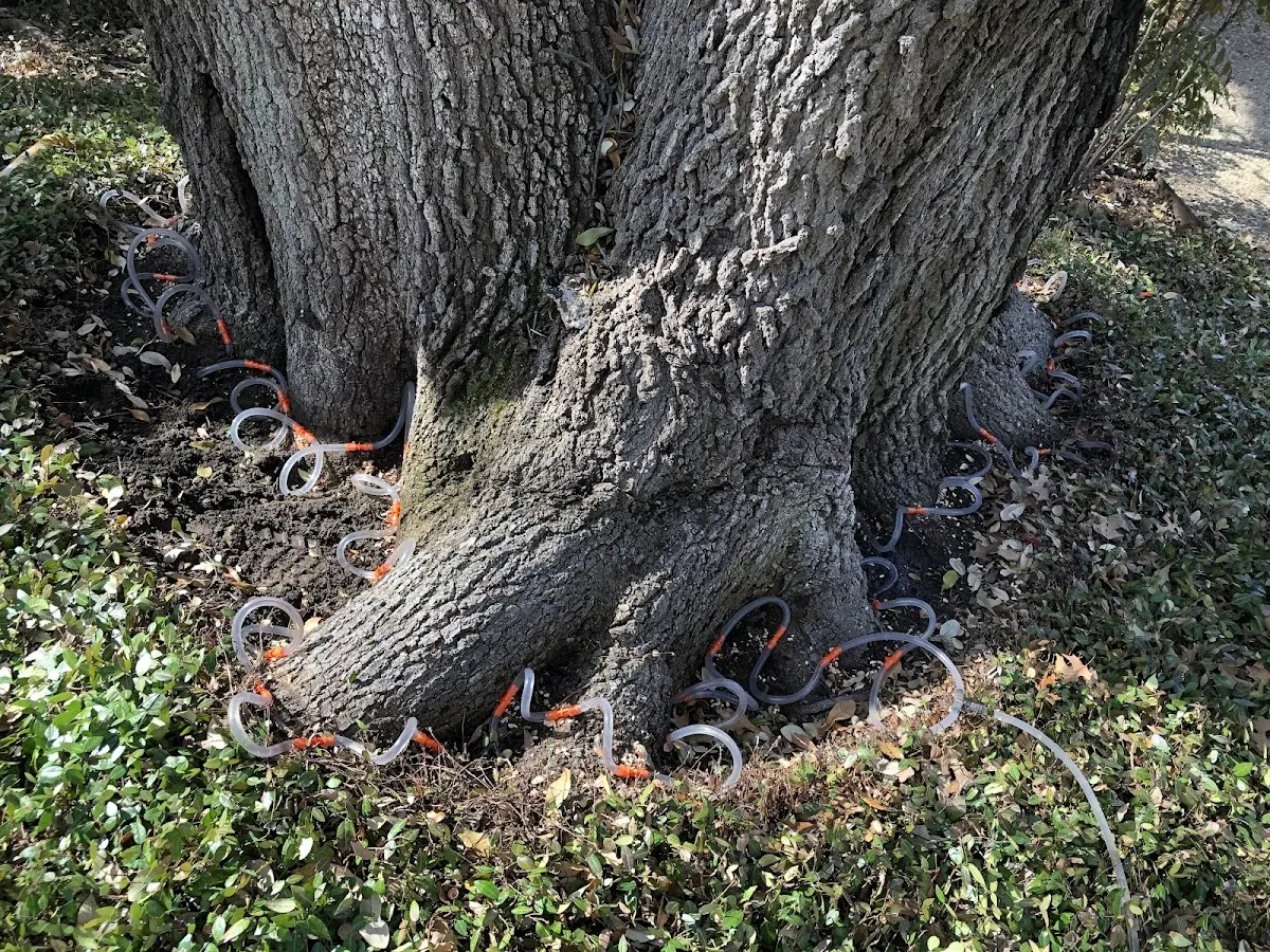Detailed Tree Cabling and Bracing job site in Davis City