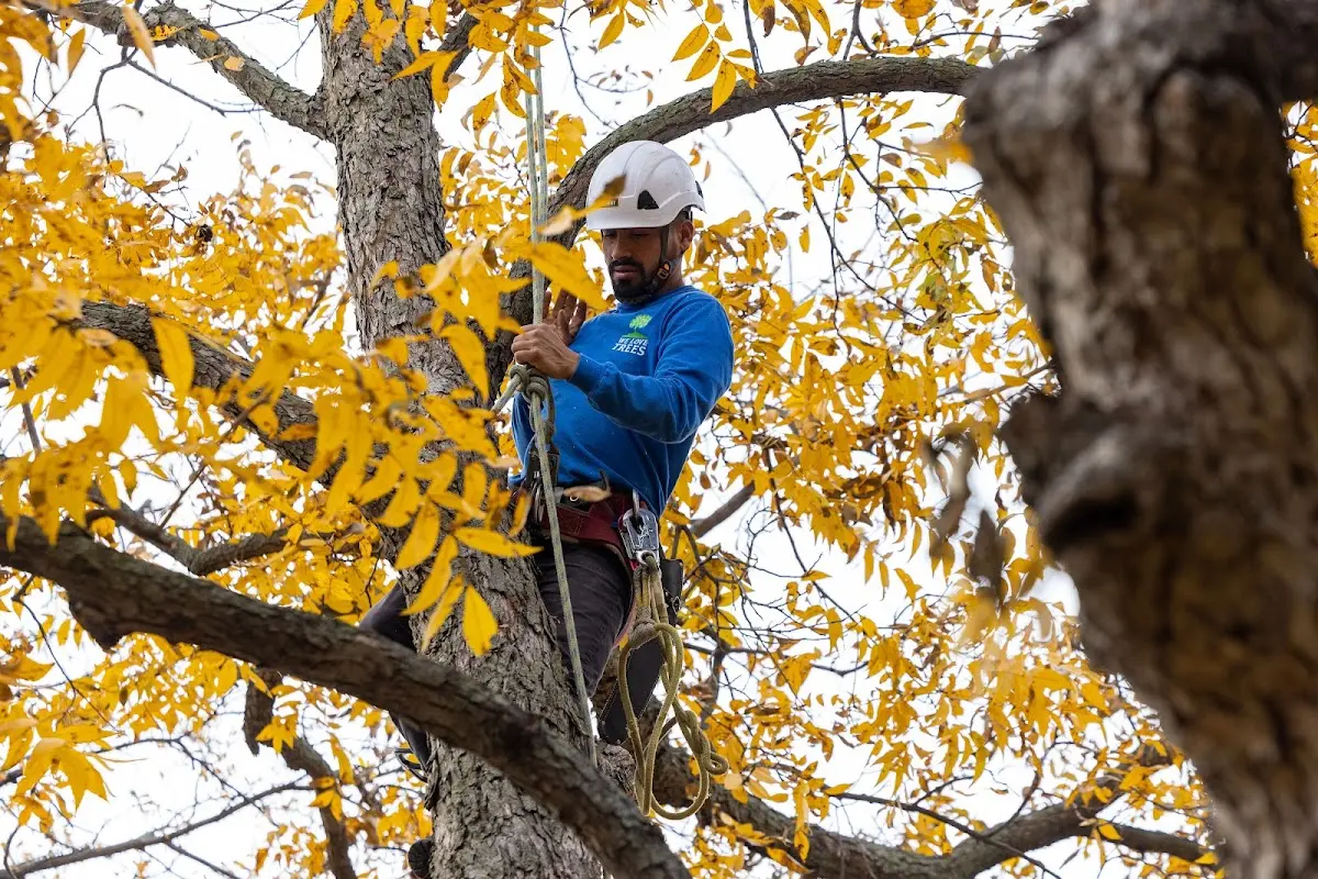 Skilled Tree Planing crew working in Davis City